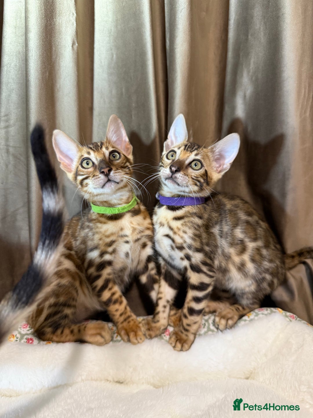Bengal cats for sale: Adorable Bengal kittens - Image 8