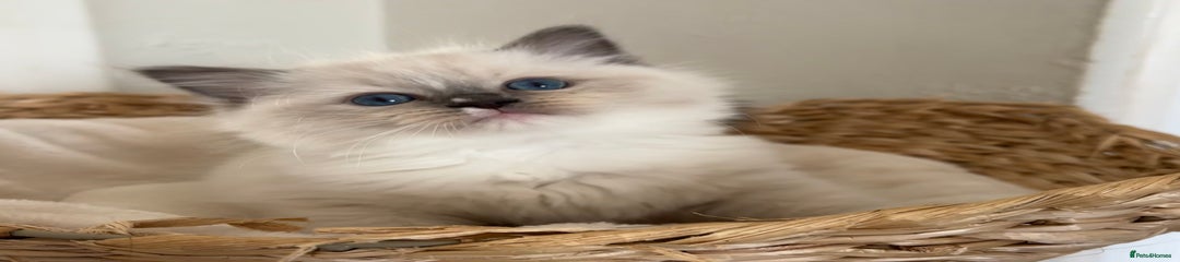 Ragdoll Kitten 1