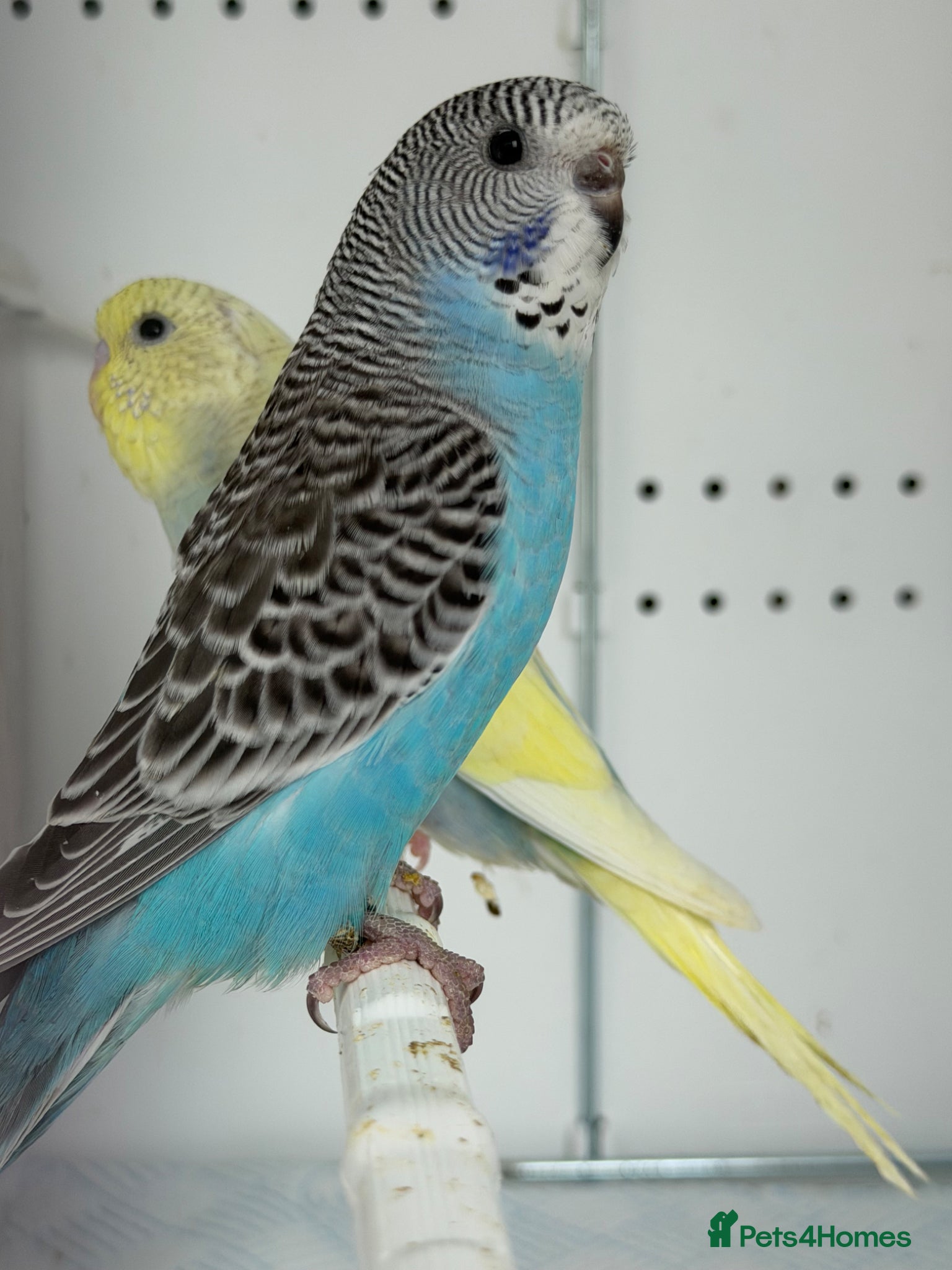 Budgerigars birds Budgie Chicks Ready Soon  - Advert 1