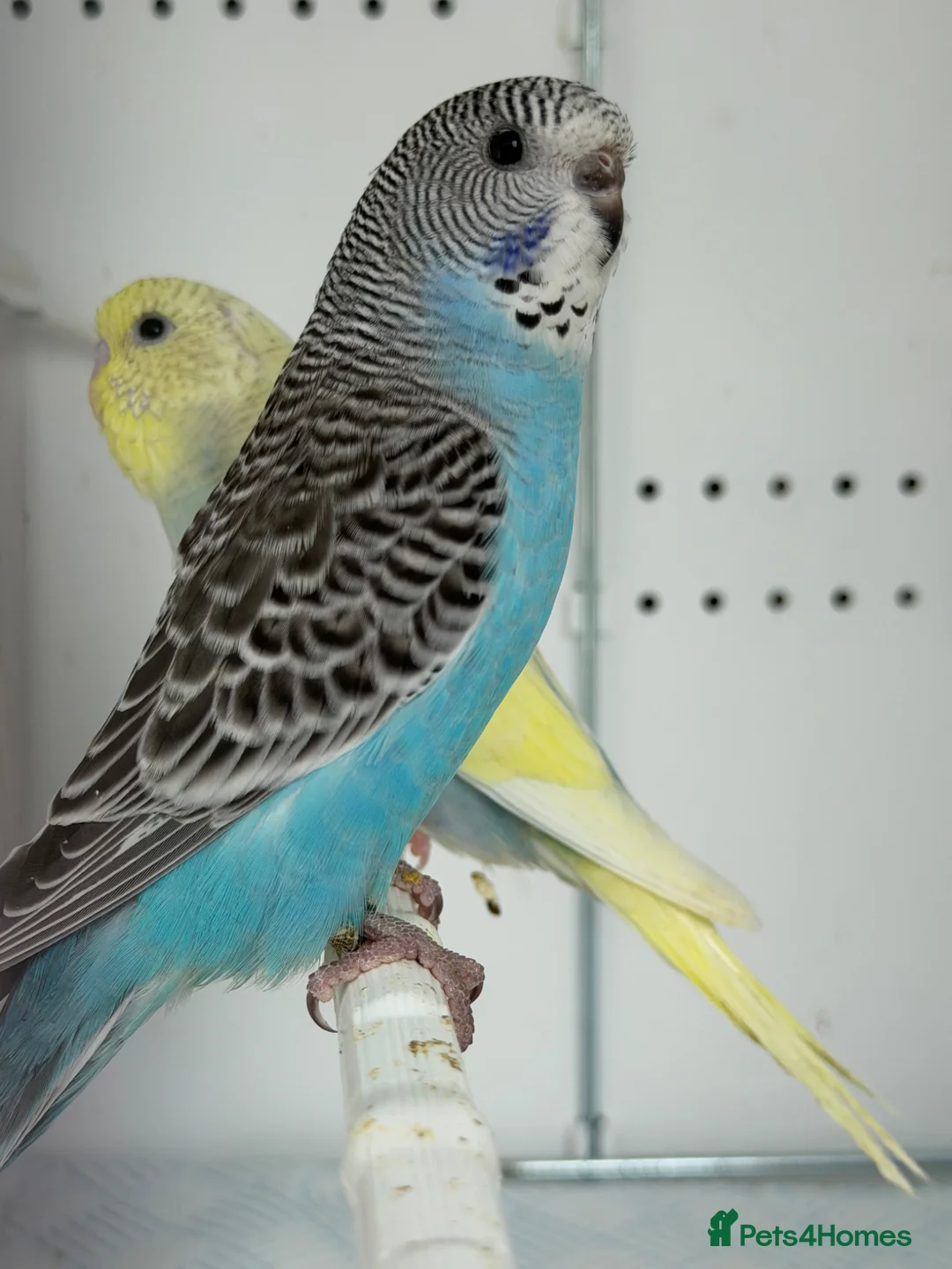 Budgerigars birds for sale: Budgie Chicks Ready Soon  - Advert 1