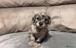 Cockapoo dogs for sale: 🐶F1 Cockerpoo Pups – Merle, Chocolate, Apricot 🐶 - Image 32