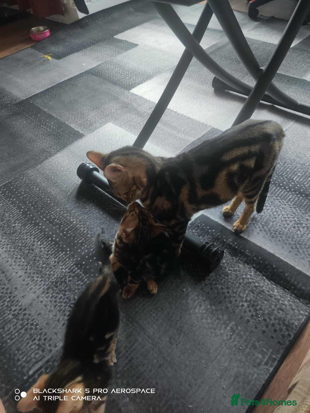 Bengal cats for sale: Adorable Brown Marble Bengal Kittens  - Image 4