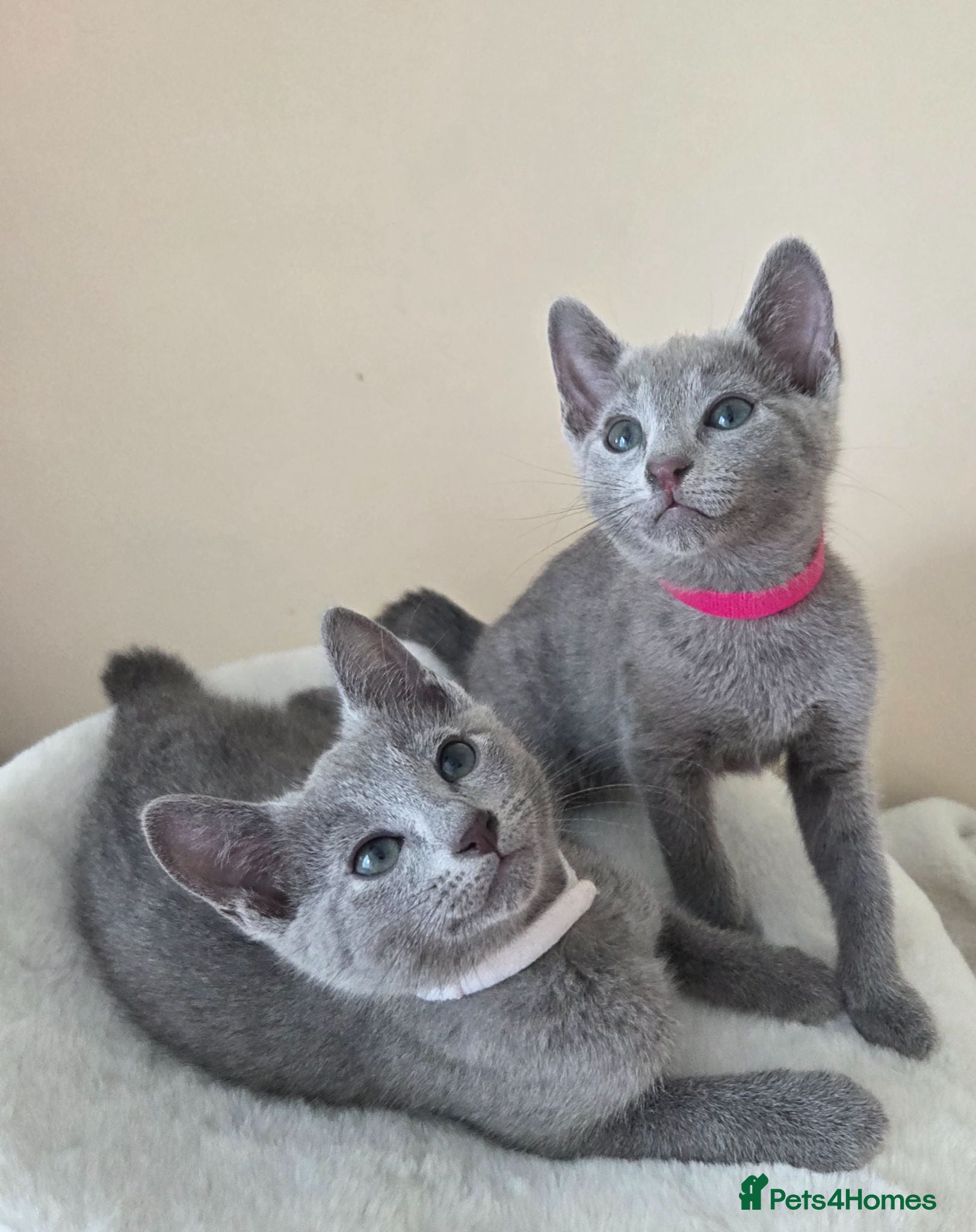 Russian Blue cats for sale: Two ⚜️Russian Blue Kittens – TICA Registered⚜️ - Advert 2