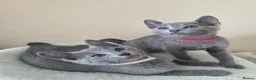 Russian Blue cats for sale: Two ⚜️Russian Blue Kittens – TICA Registered⚜️ - Advert 1