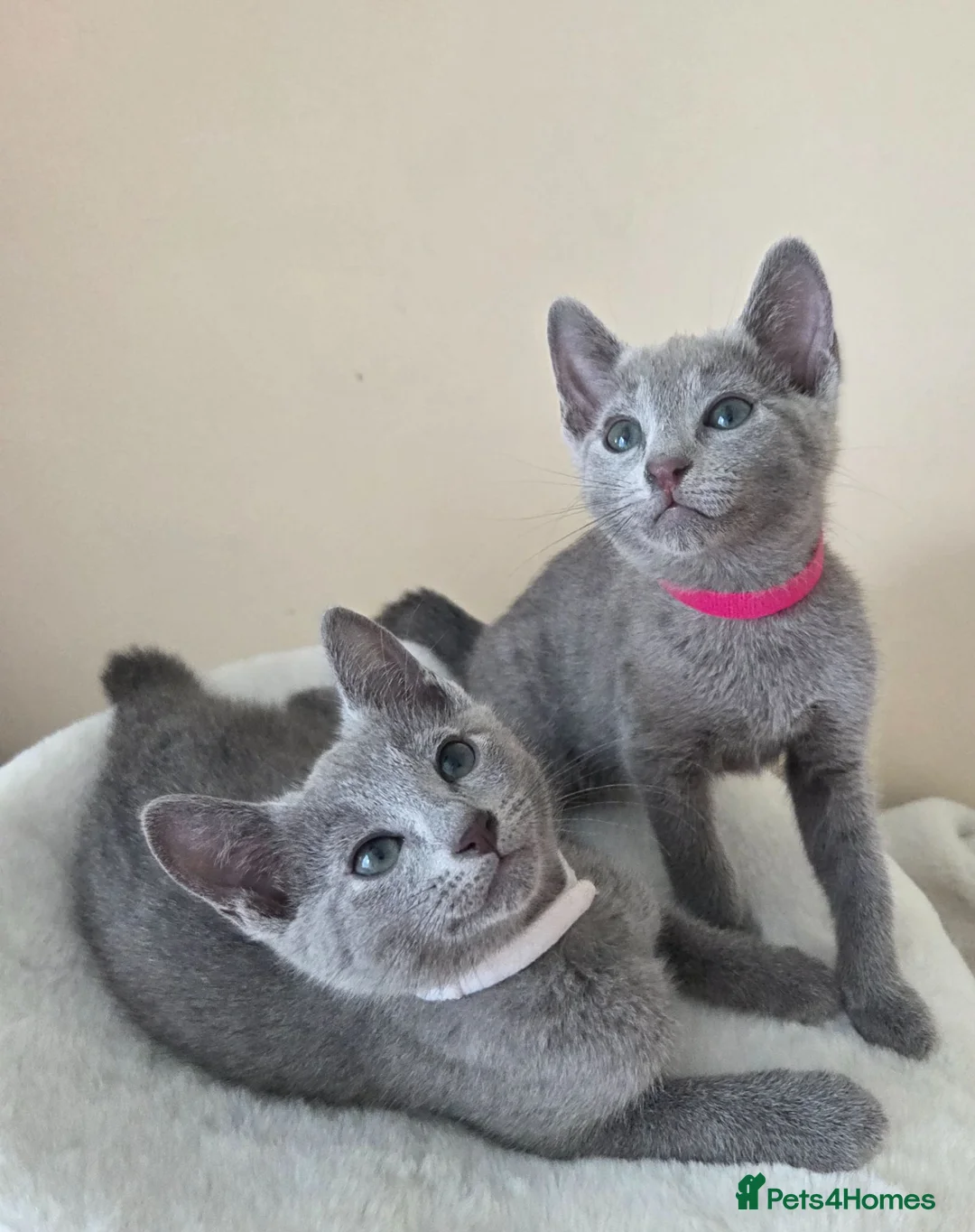 Russian Blue cats for sale: Two ⚜️Russian Blue Kittens – TICA Registered⚜️ - Advert 1