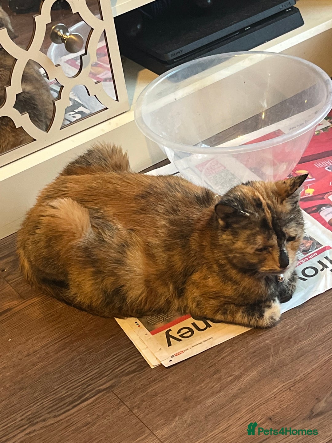 Mixed Breed cats for sale: Ready to meet the new fam! Microchipped & insured  - Image 9