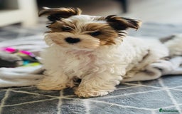 Yorkshire Terrier dogs for sale: ❤️ Beautiful merle Yorkshire terrier ready now❤️ - Image 24