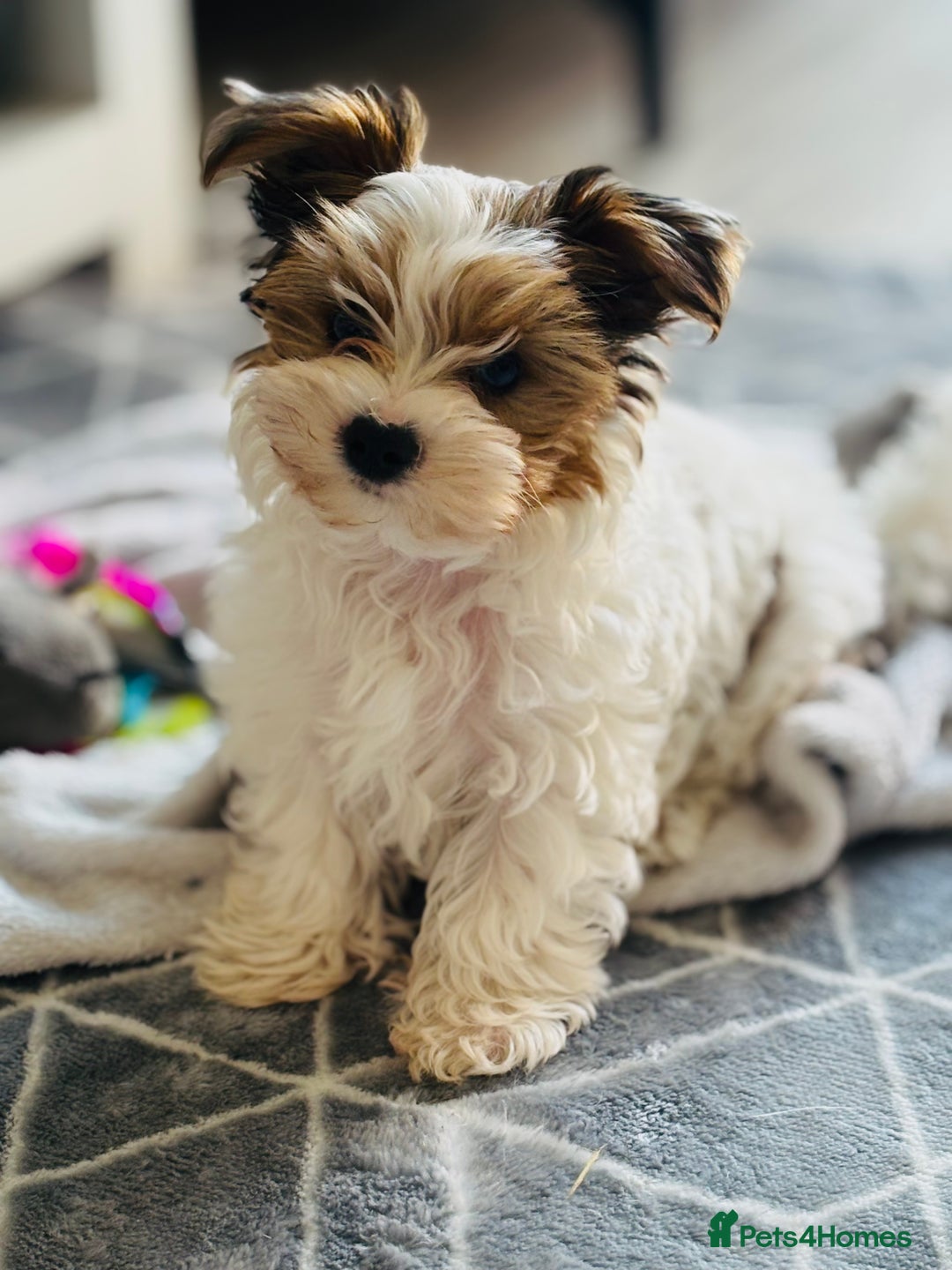 Yorkshire Terrier dogs for sale: ❤️ Beautiful merle Yorkshire terrier ready now❤️ - Image 24