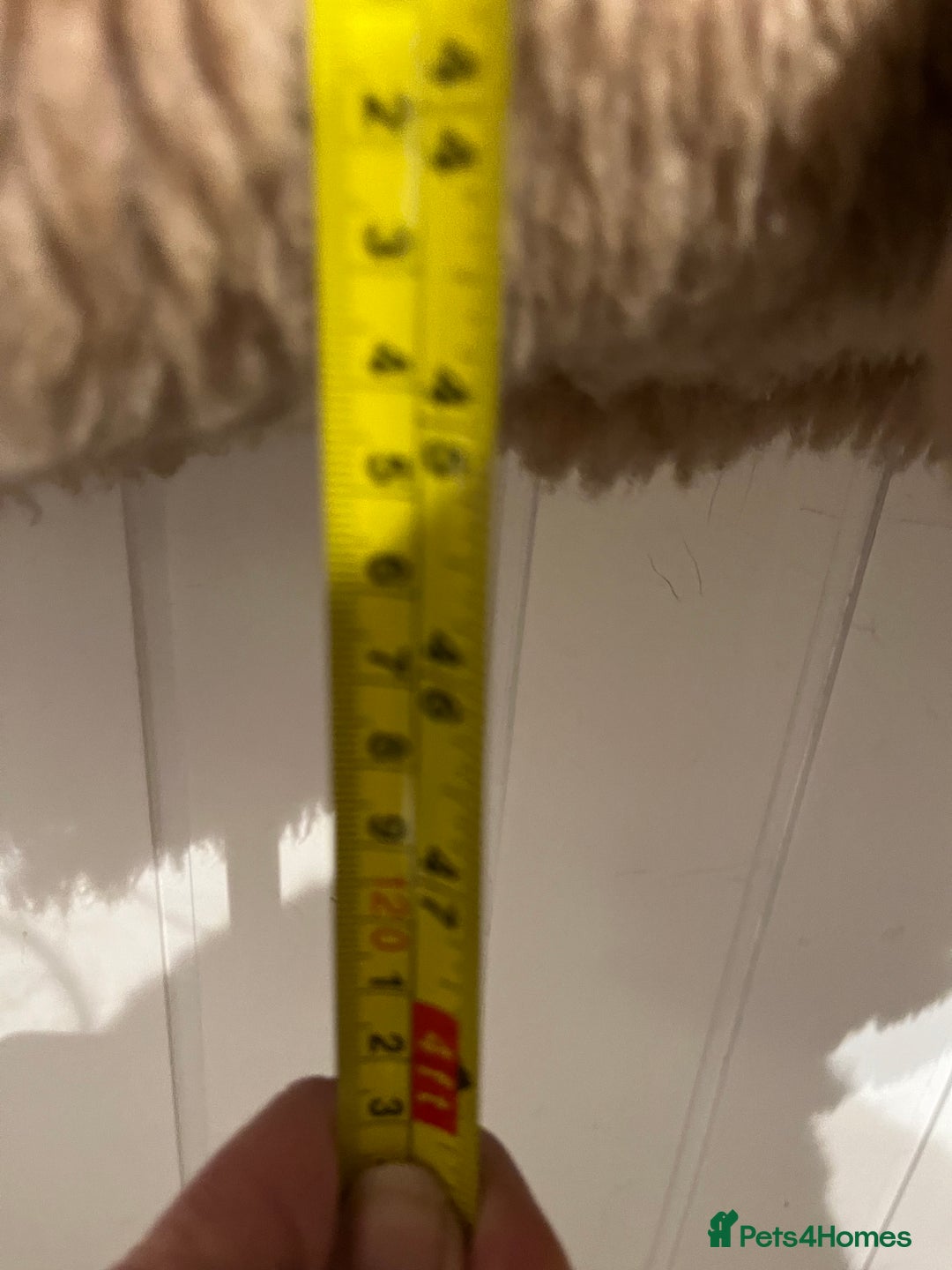 British Shorthair cats for sale: Kittens - Advert 5