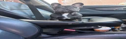French Bulldog dogs for sale: River (please read description in full) - Advert 8