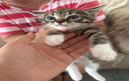 Mixed Breed cats for sale: Kittens for sale - Image 5