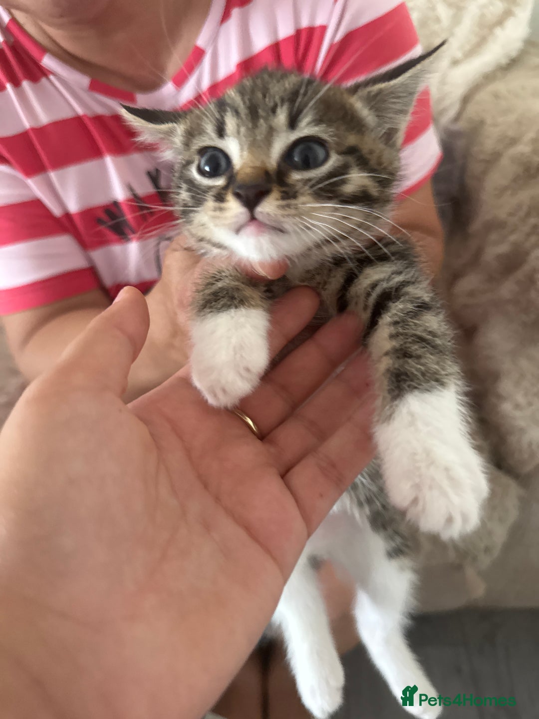 Mixed Breed cats for sale: Kittens for sale - Image 5