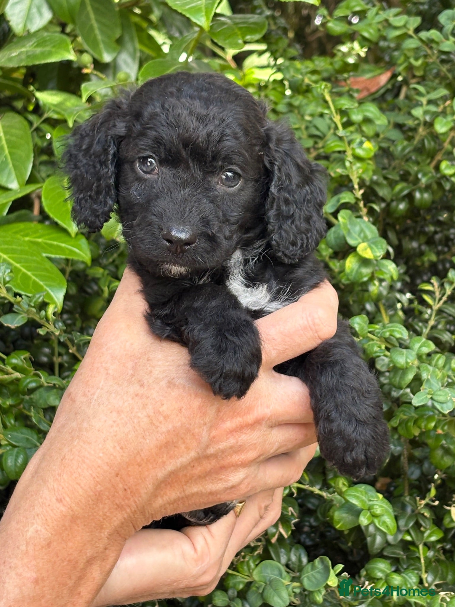 Cockapoo dogs Gorgeous cockerpoo puppies  - Advert 2