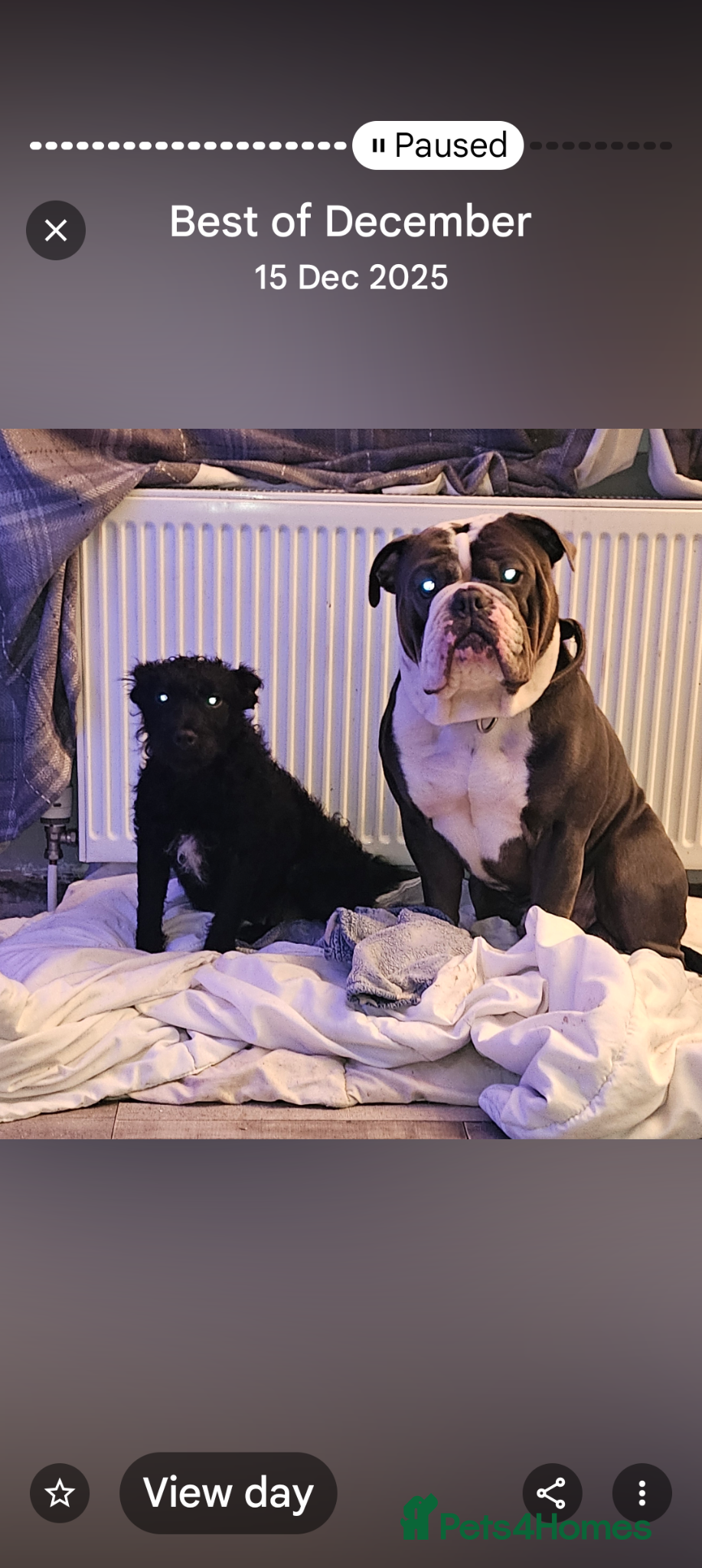 Mixed Breed dogs Ready now - Advert 2