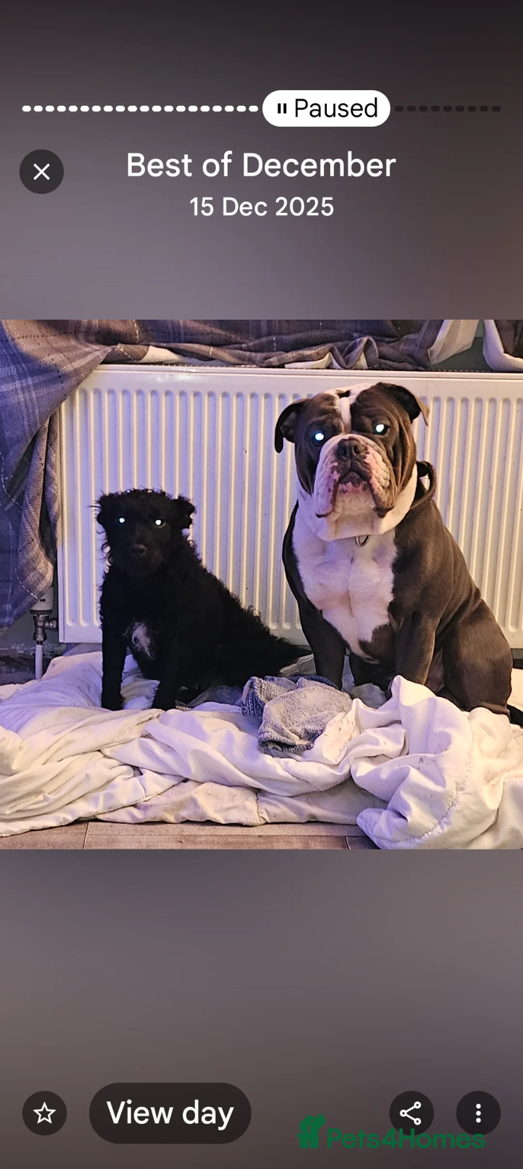 Mixed Breed dogs for sale: Ready now - Advert 1