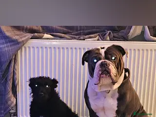 Mixed Breed dogs Ready now - Advert 10