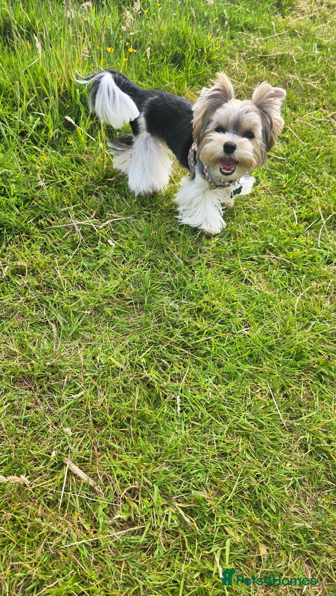 Yorkshire Terrier dogs Tiny Biewer terrier puppy - Advert 2