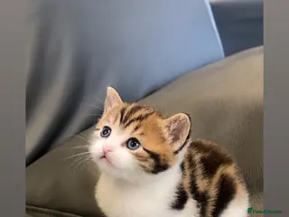 Maine Coon cats Chunky Mainecoon x stunning kittens - Advert 2