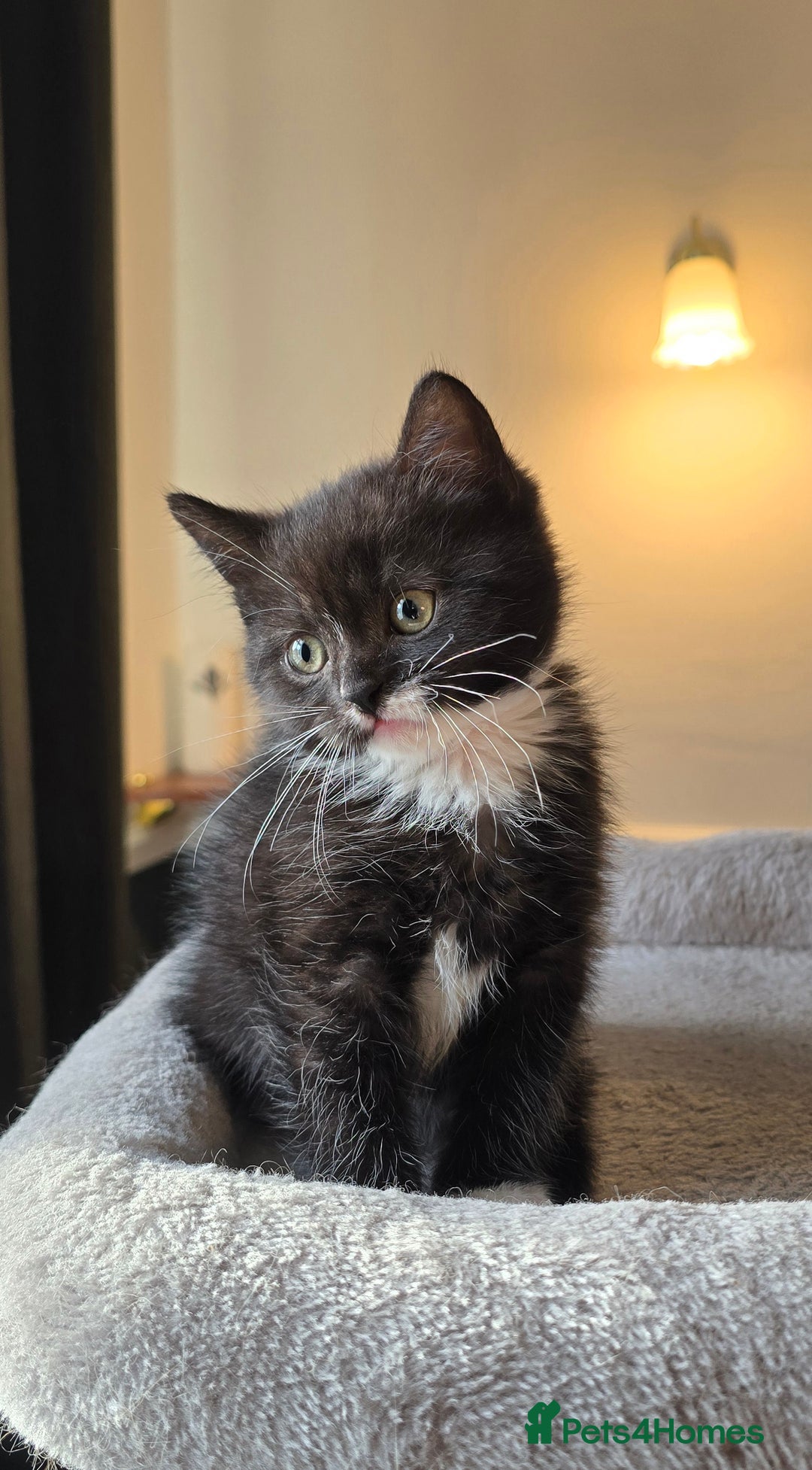 Mixed Breed cats for sale: Half Britishlonghair half Tuxedo! Only 1 left. - Image 10