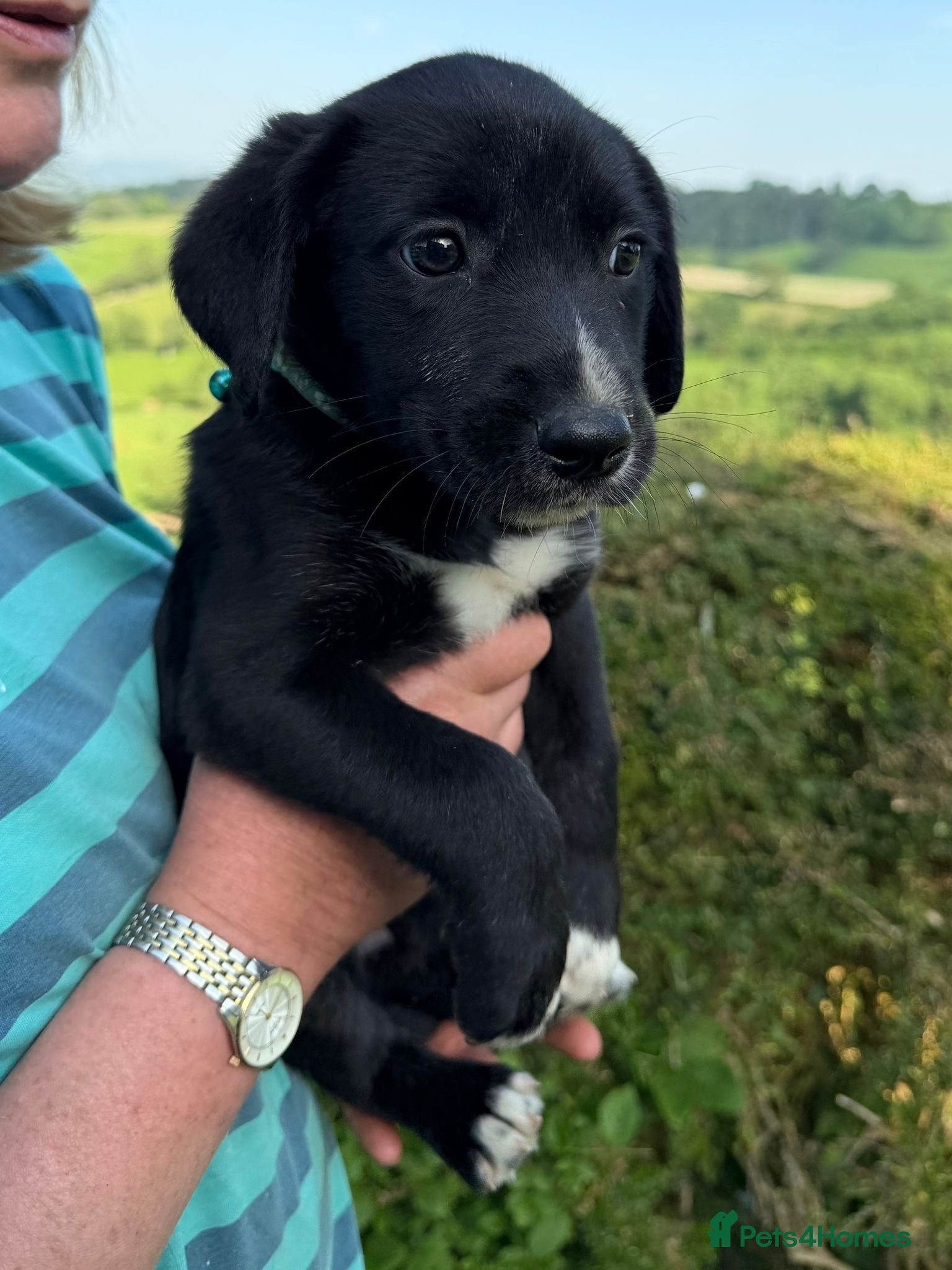 Mixed Breed dogs Border Collie Fluffy Puppies x Cocker Spaniel - Advert 2