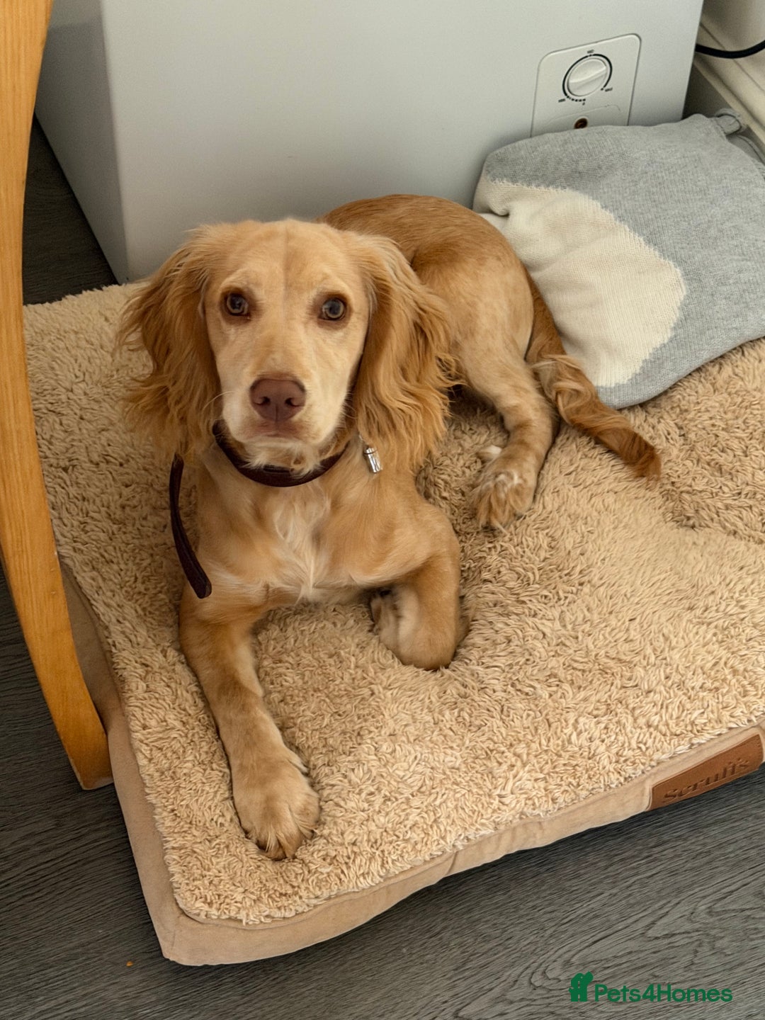 American Cocker Spaniel dogs for sale: Cocker spaniel - Advert 3