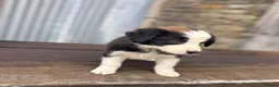 Border Collie dogs for sale: Stunning red / blue / black & white pups - Advert 14
