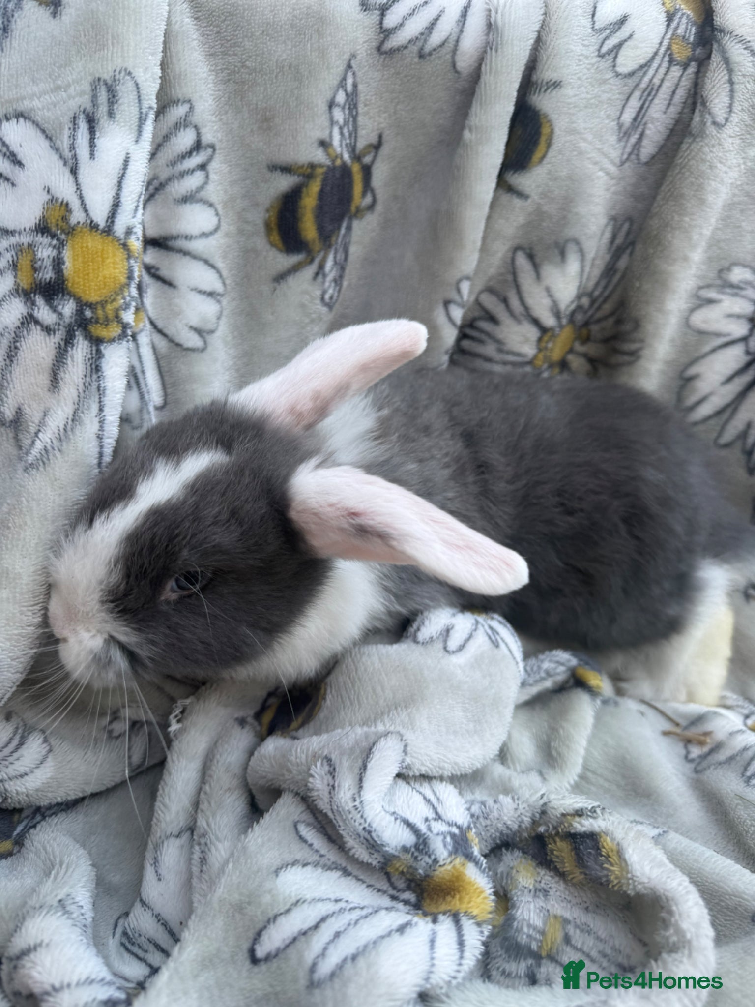 Mini Lop rabbits Pure bred mini lop bunnies - Ready Now - Advert 1