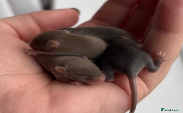 Mouse rodents - Advert 1