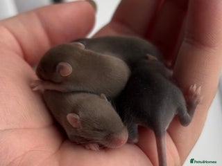 Mouse rodents - Advert 5
