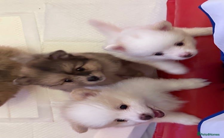 Pomeranian dogs - Advert 3
