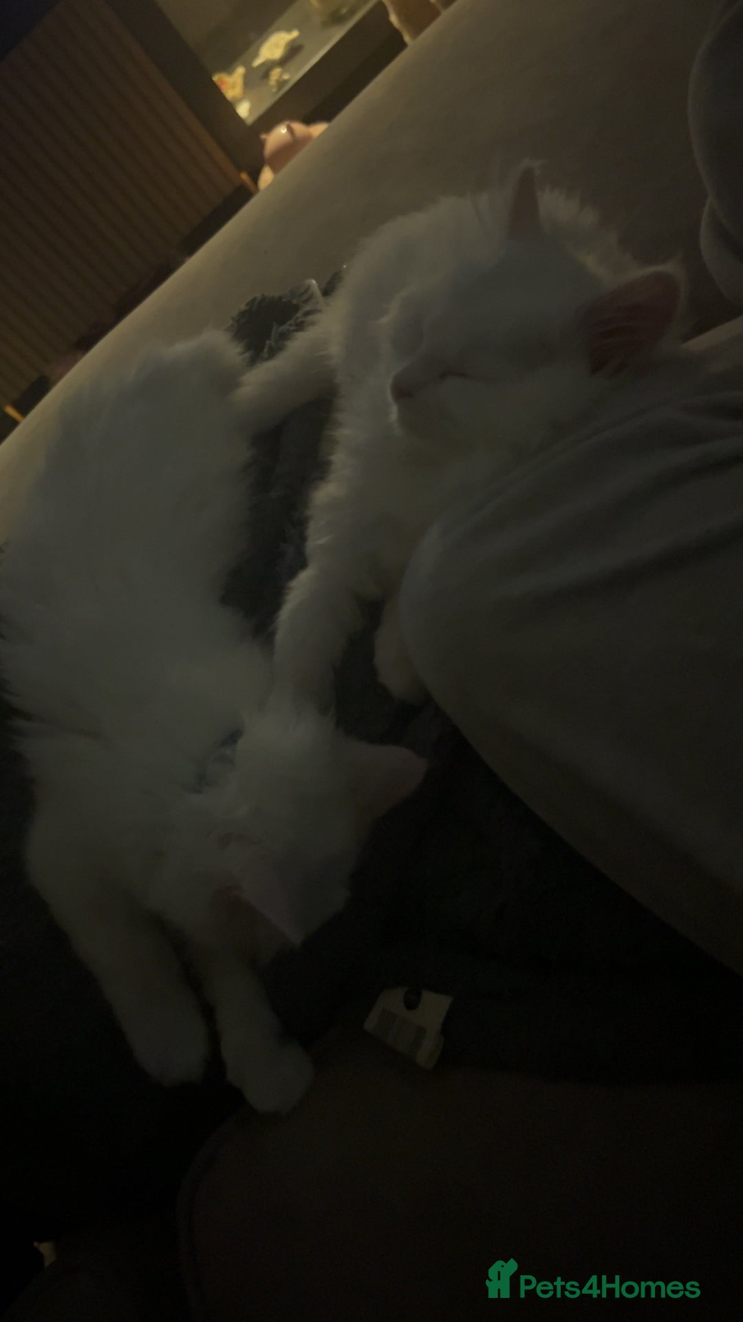 Maine Coon cats for sale: 2 odd eye male Mainecoon and 1 female smoke kitten - Advert 7