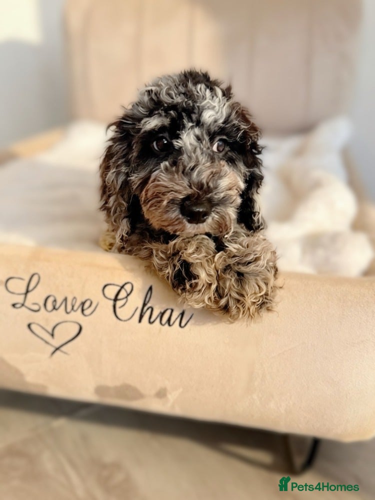 Cavapoo dogs Premium Quality Teddy Toy Cavapoos F1B - Advert 2