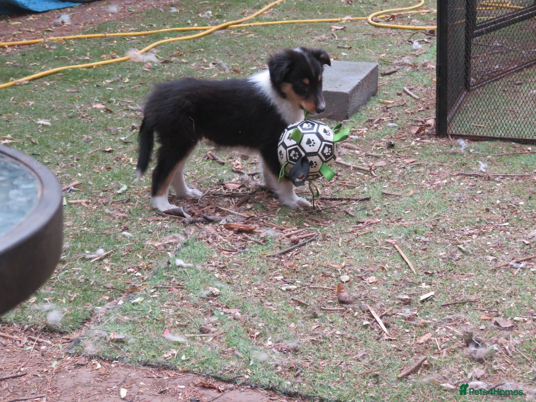Mixed Breed dogs for sale: Rough collie cross  - Image 5