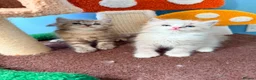 Ragdoll cats for sale: 3 tica reg ragdolls  - Advert 9