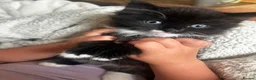 Mixed Breed cats for sale: 2 beautiful kittens  - Advert 13