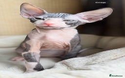 Sphynx cats for sale: Donskoy Sphynx Kittens - Image 23