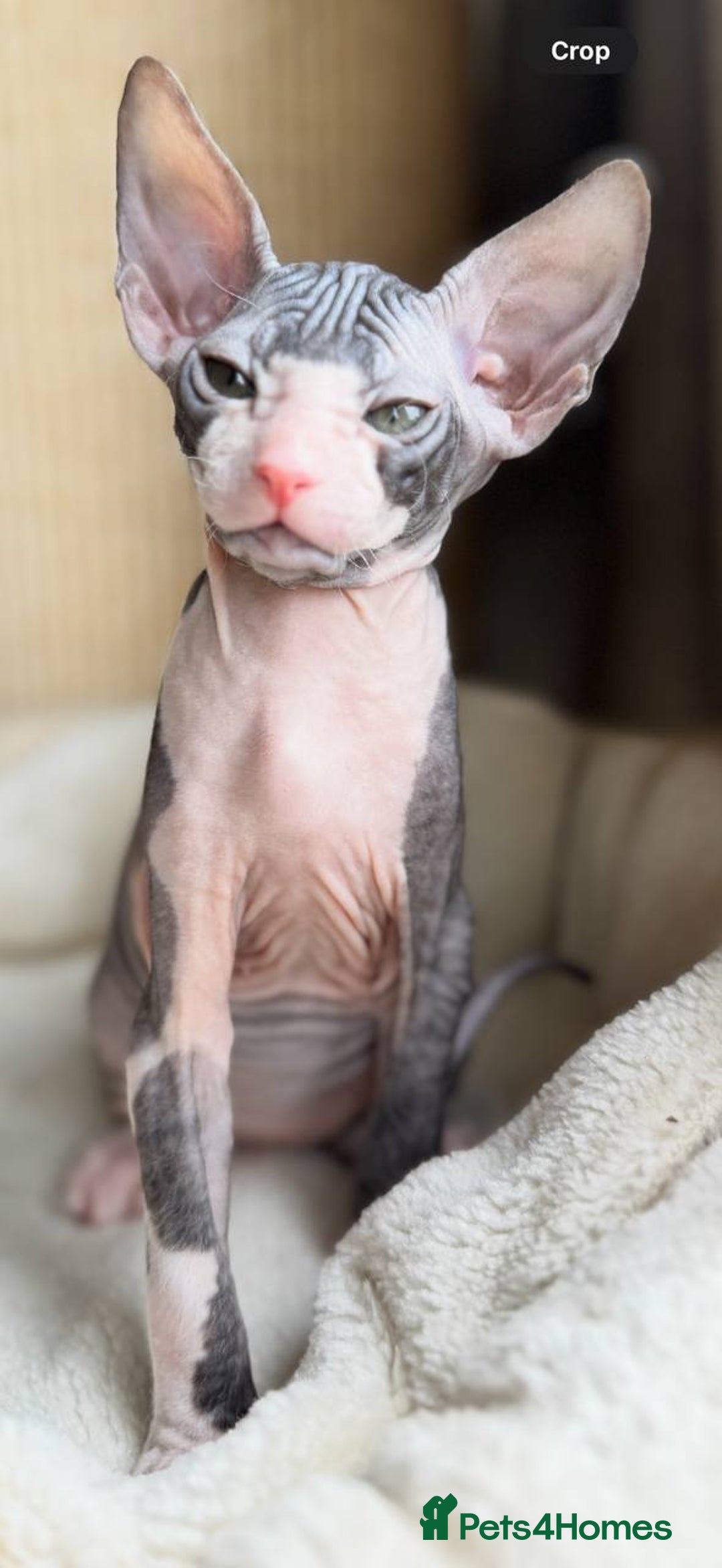 Sphynx cats for sale: Donskoy Sphynx Kittens - Image 23