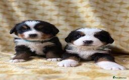 Bernese Mountain Dog dogs for sale: Kc Reg Bernese mountain dogs  - Image 3