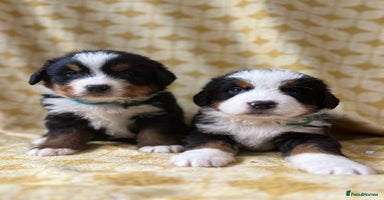 Bernese Mountain Dog dogs - Advert 13