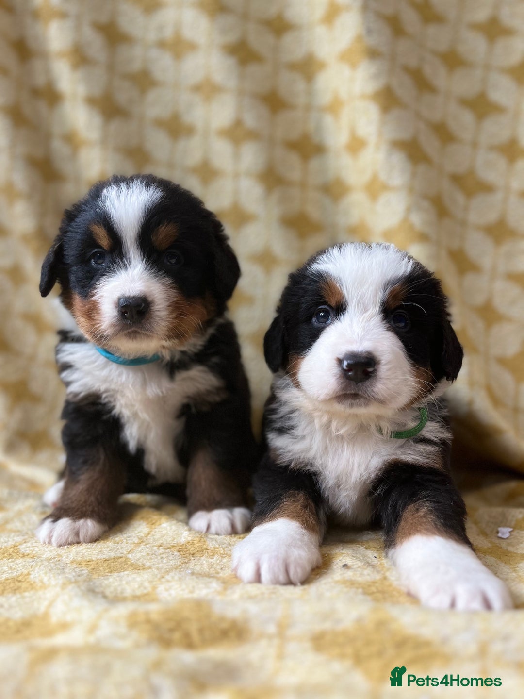 Bernese Mountain Dog dogs for sale: Kc Reg Bernese mountain dogs  - Image 3