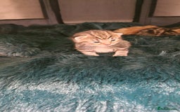 Bengal cats for sale: Siberian/bengal cross kittens - Image 9