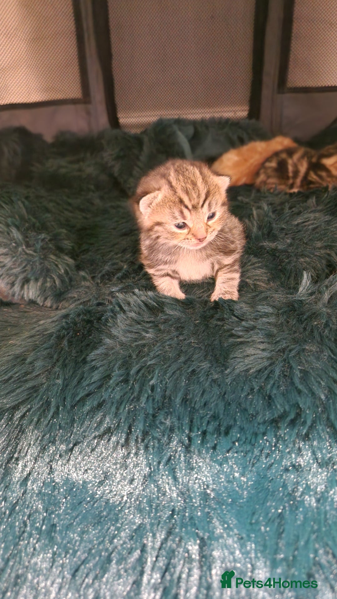 Bengal cats for sale: Siberian/bengal cross kittens - Image 9
