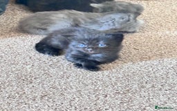 Maine Coon cats for sale: Main coon Russian  - Image 4