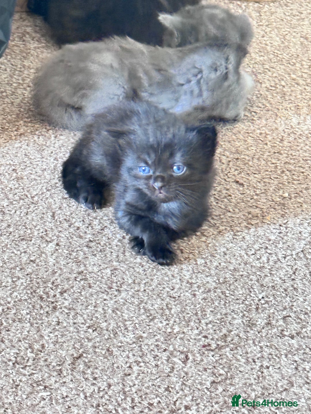 Maine Coon cats for sale: Main coon Russian  - Image 4