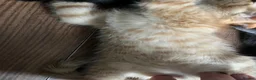 Mixed Breed cats for sale: Mixed breed ginger boy with Bengal style patterns  - Advert 4