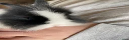 Lionhead rabbits for sale: 3 Gorgeous Lionhead Boy Rabbits  - Advert 1