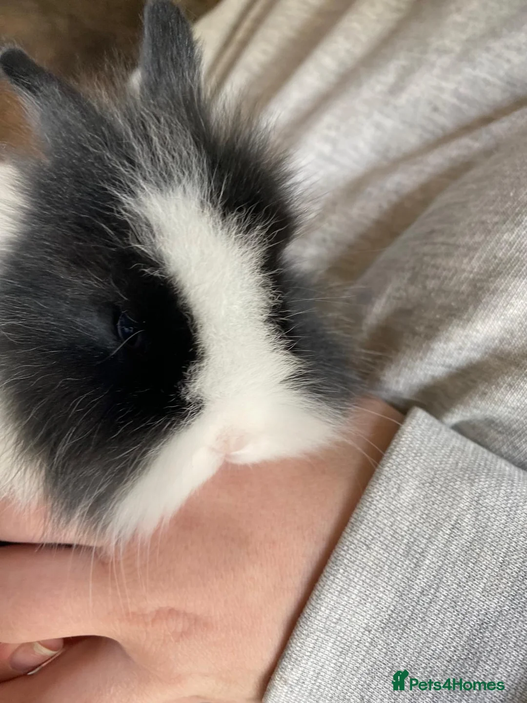 Lionhead rabbits for sale: 3 Gorgeous Lionhead Boy Rabbits  - Advert 1