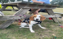 Beagle dogs for adoption: Sweet Mayli is ready for her forever home - Image 13