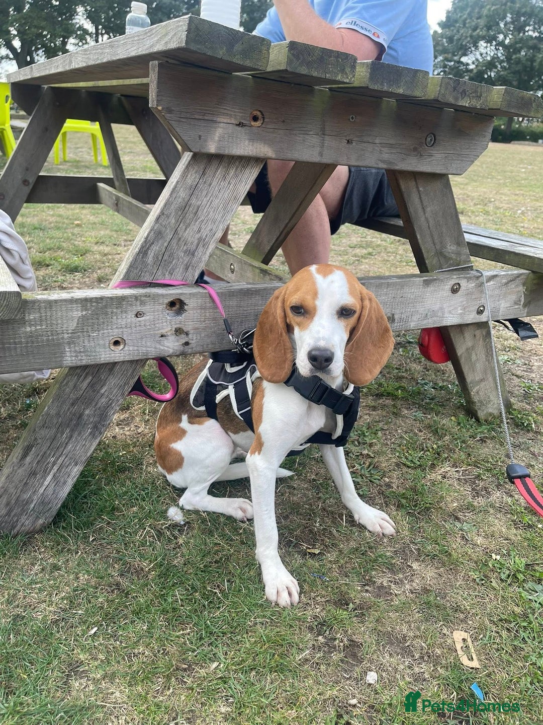 Beagle dogs for adoption: Sweet Mayli is ready for her forever home - Image 13