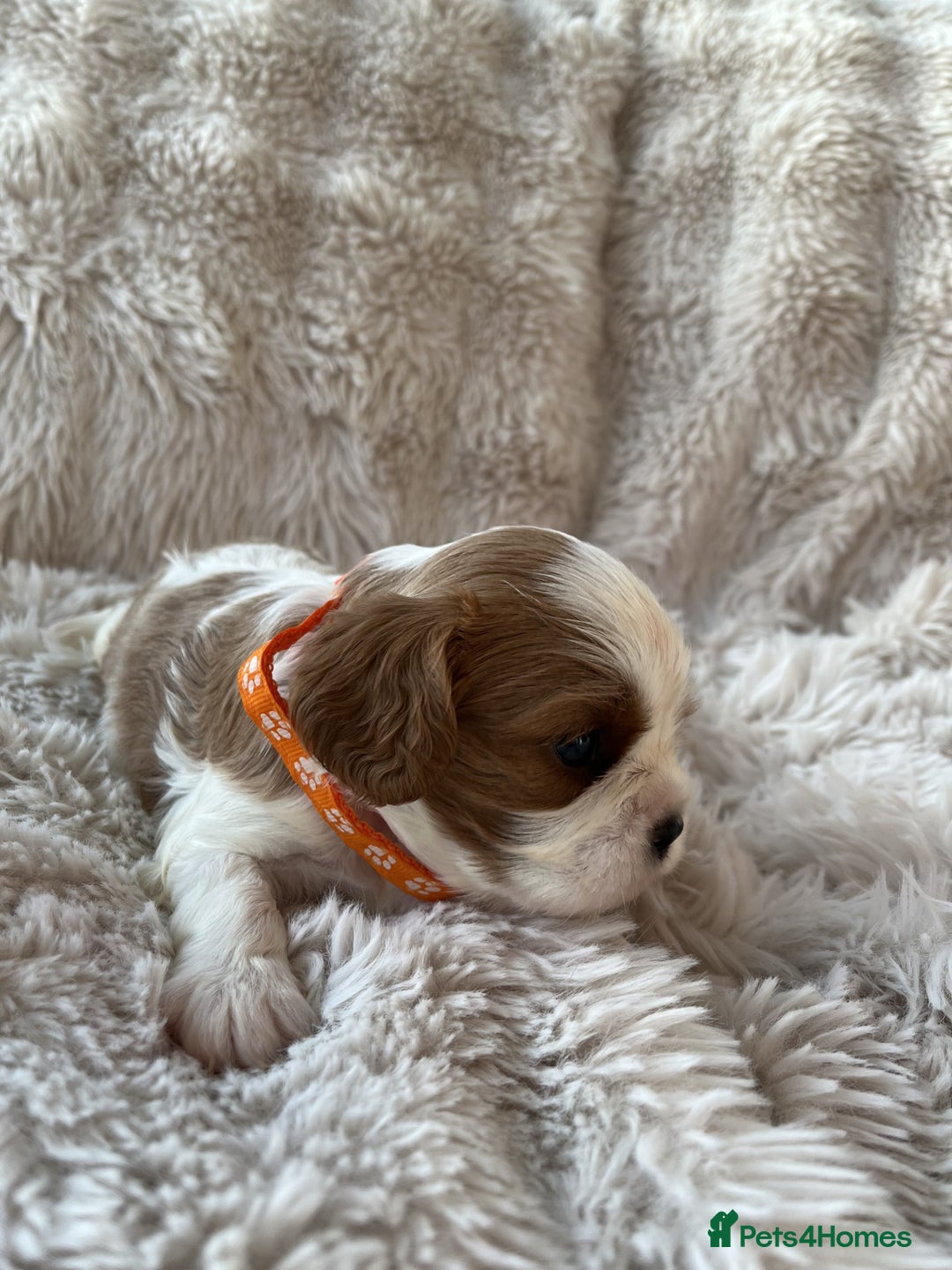 Cavalier King Charles Spaniel dogs for sale: Chocolate Carriers KC Vet Health Checked - Advert 13